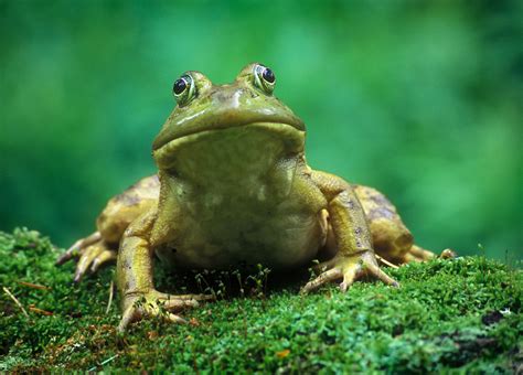 Bull Frog Lithobates Catesbeianus Patrick Zephyr Photography