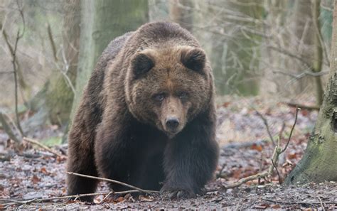 Bär im Hintersteiner Tal im Allgäu gesichtet: Ist der Braunbär eine