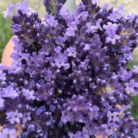 Shades Of Lavender Farm Mattawan All You Need To Know Before You Go