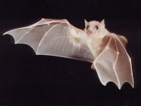 Albino Bat Photos Come In Three Categories Boing Boing