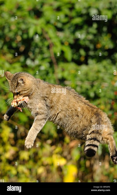 European Wildcat Jumping With Prey Felis Silvestris Stock Photo Alamy