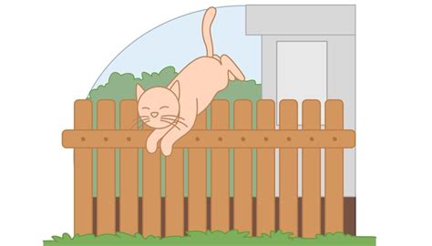 Cat Proofing Your Fence Animals Momme