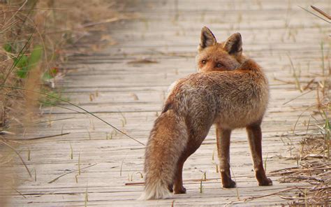 Attaque De Renard En Plein Jour - Un bruxellois filme un renard volant un sac à Forest et en plein jour