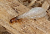 What Does Flying Termites Look Like
