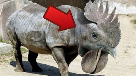 Top 5 Animals You Didnt Know Existed Youtube