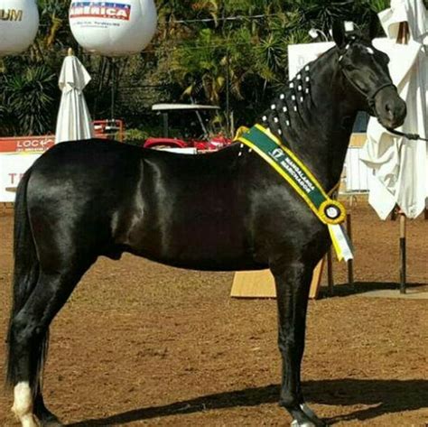 images  beautiful mangalarga marchador horses  pinterest smooth francisco
