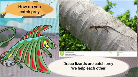 Meet The Animals 64 Draco Lizard Youtube