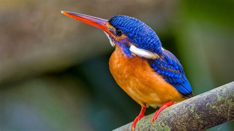 Blue Eared Kingfisher Bird On Tree Branch In Blur Background Hd Birds