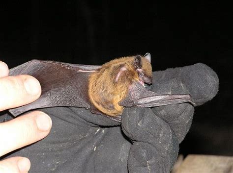 Three Most Common Bats In Louisiana New Bat Bat Species Fruit Bat