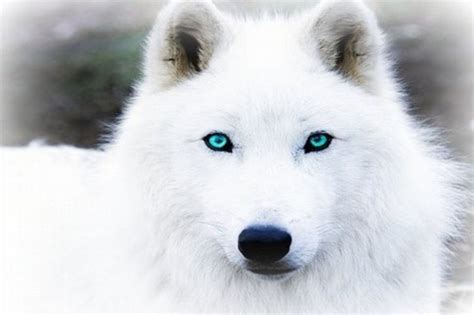 A White Wolf With Blue Eyes Is Looking At The Camera While It S Close Up