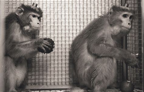 Laboratory Primate Newsletter Volume 48 Number 2