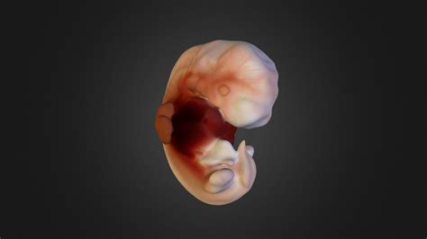 Human Embryo Carnegie Stage 17 3d Model By Utinilamsari C73e120