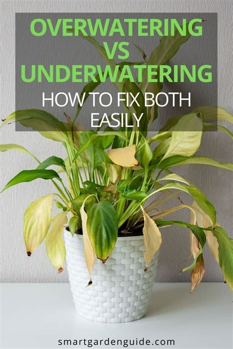 Overwatering Vs Underwatering How To Fix Both Easily Plant Care