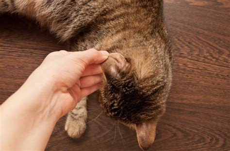 Common Skin Problems In Cats Petmd
