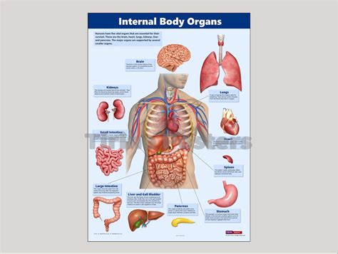 Vital Human Organs Printable Educational Science Classroom Etsy