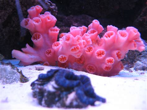 Pink Sun Coral Pink Sun Coral Saltcity Gallery Saltwater Fish
