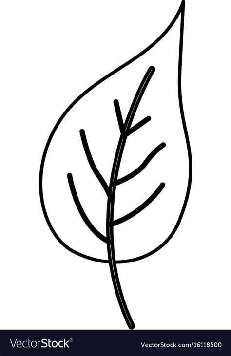 Sketch Contour Simple Leaf Plant Front View Vector Image