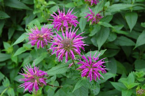 Flowers from late may or june onwards, and long flowering. The Bee Balm Plant: How To Grow And Care For Bee Balm Plants