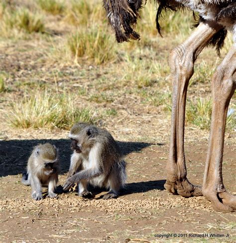 There are several animal species that are among the world's tallest, fastest or. What Am I Doing?: More South African Animals