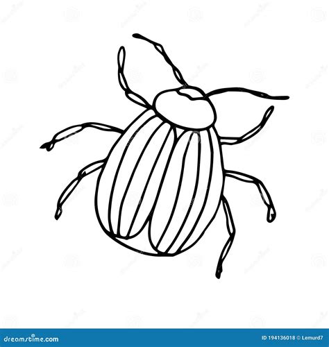 Colorado Potato Beetle Vector Illustration Of An Insect A Doodle