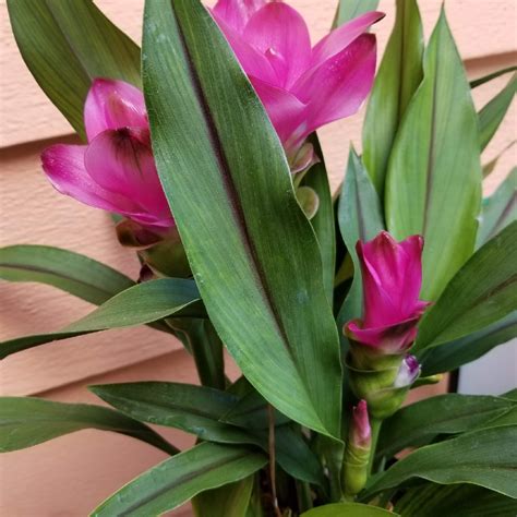 Curcuma Alismatifolia Siam Tulip In Gardentags Plant Encyclopedia