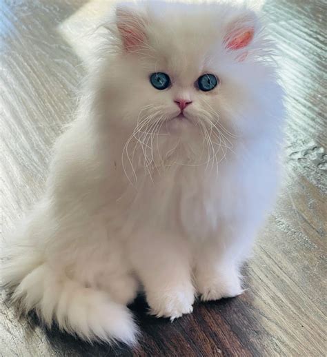 Persian Kittens For Sale Persiankittenpals