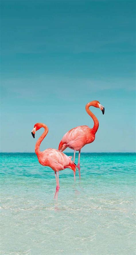 98 Pretty Aesthetic Flamingo Wallpaper Pictures Mahima