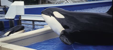 Fate Of Orcas In Captivity Whale And Dolphin Conservation Australia