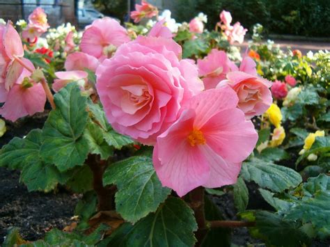 Flowers garden plants begonia rose tuberous begonia. Begonia - Flowers