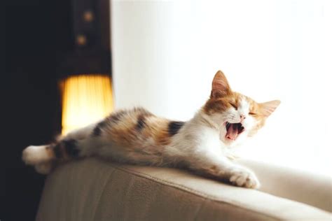 Coughing Cat 11 Common Causes And How To Help Great Pet Care