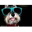 Looking Cool In Shades  Dog Pictures