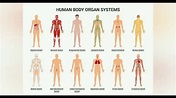 Whole organ systems| Functionally related organs | 11 major organ ...