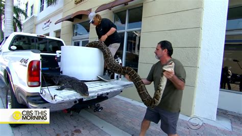 Python Hunters Take On Florida Everglades Snake Problem