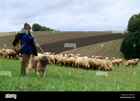 Dog Sheep Man Hi Res Stock Photography And Images Alamy