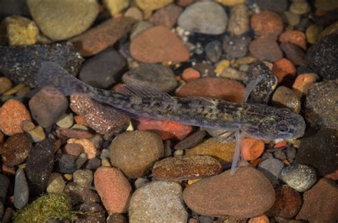 Tidewater Goby 1 Photo Stuart Wilson Photos At