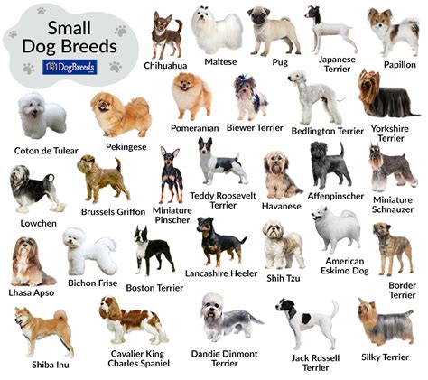 Small Dog Breeds Chart Svg Png  1620 Ph