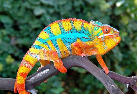 Chameleon With Mind Blowing Colors1960×661 Chameleon Pet Colorful