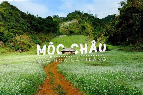 Mộc Châu Cao Nguyên Của Sắc Hoa Rực Rỡ