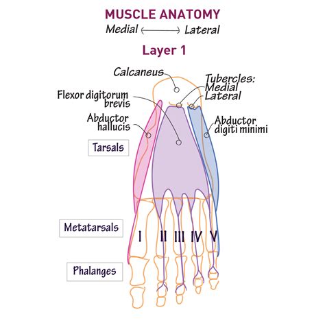 Gross Anatomy Glossary Foot Intrinsic Plantar Ditki Medical