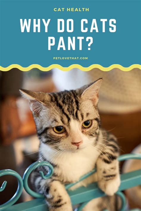 A frightened cat may start out with protest meows, but more often fear turns cries into hisses and growls. Cats pant, but it is not normal. Many of us have seen cat ...