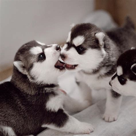 White Wolf These Endearing Photos Of Siberian Husky Puppies Will Warm