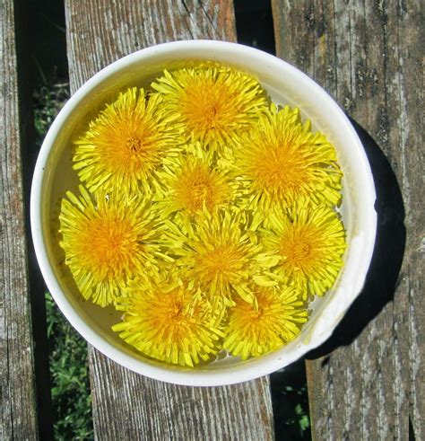What To Do With Dandelions Flower Essences Edible Wild Plants