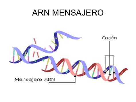 Estructura Del Arn Cursos Online Web