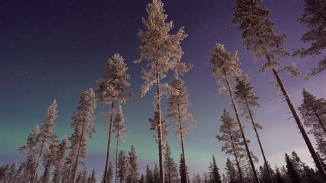 Long Pine Trees Winter Northern Lights 4k Hd Nature