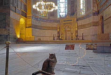 I Am The King Of The Hagia Sophia Cats In Istanbul Flickr