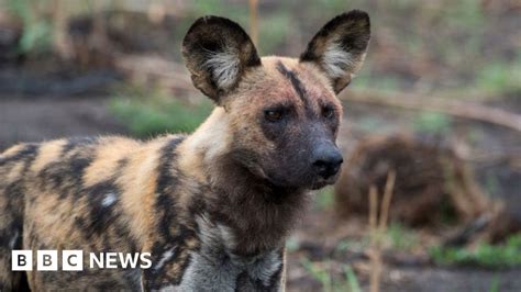 Storm Ciara Wild Dogs Kill Animals After Escaping Enclosure Bbc News