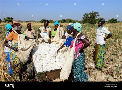 Burkina Faso Village Goumsin Near Sapone Organic And Fair Trade