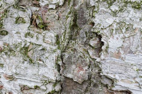 Silver Birch Bark Texture Betula Pendula Close Up Stock Photo