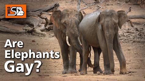 Are Elephants Gay Elephant Mating ช้างผสมพันธุ์ Elephants