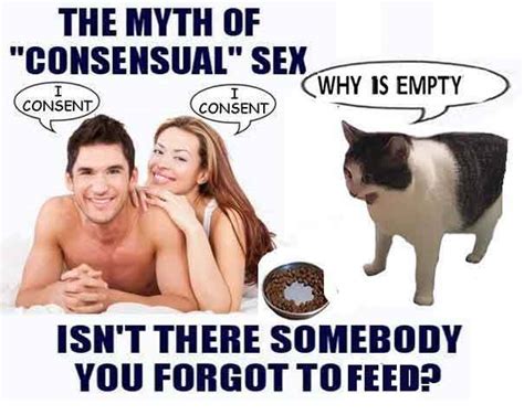 Best Memes About Kot Cat Meme Kot Cat Memes Sexiz Pix The Best Porn